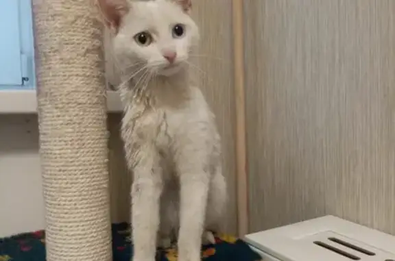 Найдена белая кошка на Новопетровской, 3