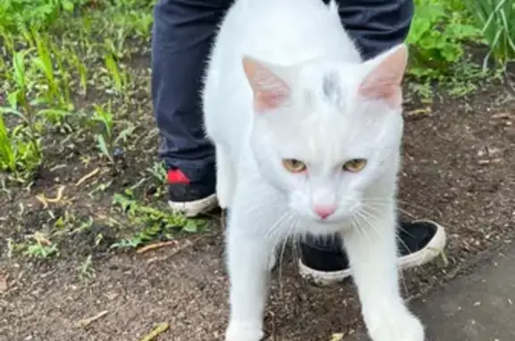 Найдена белая кошка на улице Бестужевых