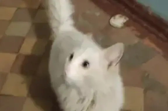 Найден белый кот в Московском районе, просится в квартиры