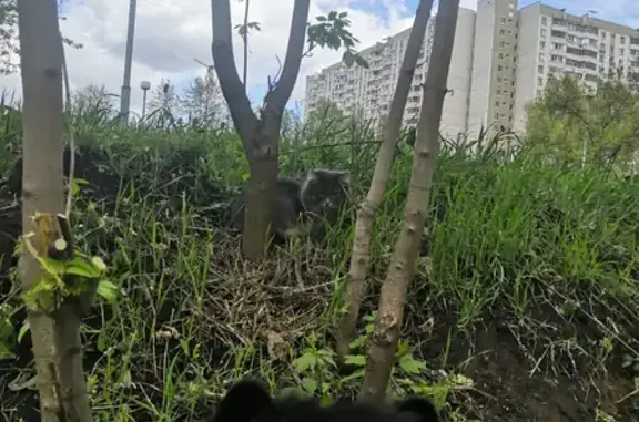 Найдена домашняя кошка возле реки в Москве