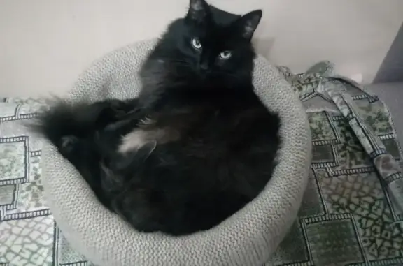 Кошки потеряшки, Новосибирск, фото: Потеряшка кошка на Шатурской улице, Новосибирск