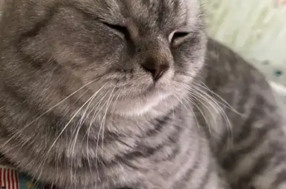 Кошки потеряшки, Щелкун, фото: Потеряшка кошка на ул. Советская, британская порода.