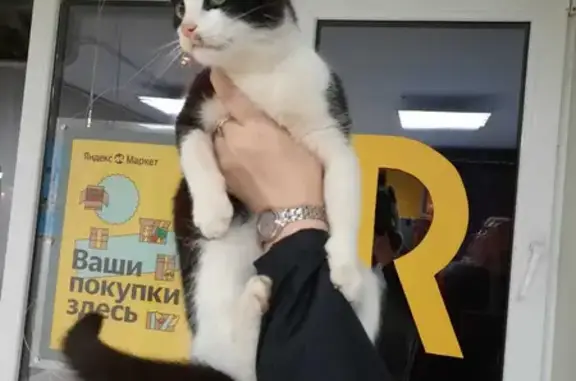 Кошка найдена на ул. Трунова, 134А в Ставрополе.