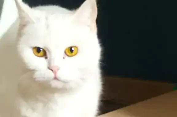 Найдена белая кошка на ул. Семёнова, 5 в Озёрске
