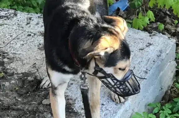 Найдена собака в Одинцовском районе