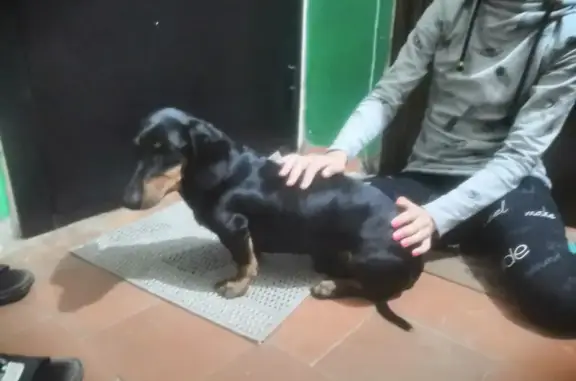 Собака Такса найдена на Красной улице, 15 в Россоши.