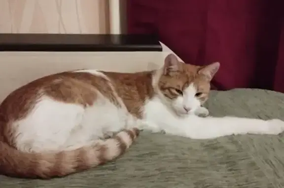 Найдена кошка в Магните, кастрирована, рыжая с белым животиком, Щёлково
