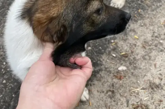 Найдена собака в Чебоксарах на Кукшумской