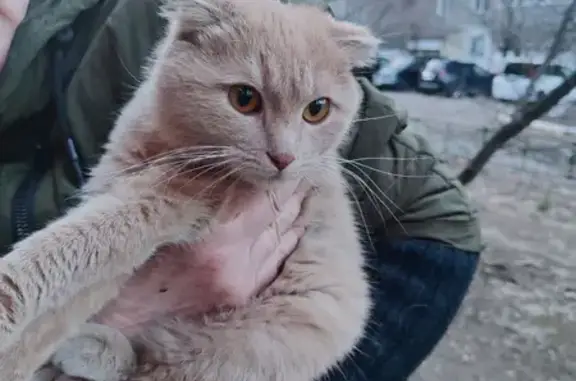Пропала кошка, найдена на улице Цыбикова 6