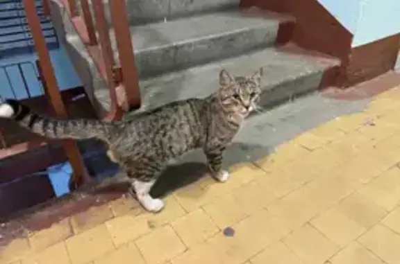 Найден полосатый кот на ул. Демьяна Бедного, СПб