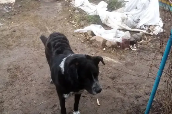 Умная собака найдена в селе Сарыево
