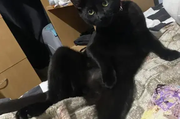 Кошки потеряшки, Санкт-Петербург, фото: Потеряшка черная кошка Неро, пр-т Народного Ополчения 125, СПб