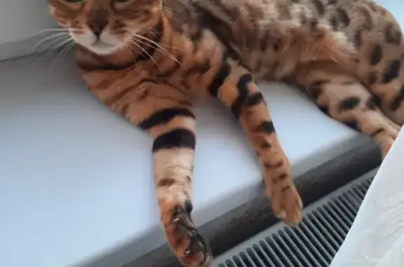 Пропала бенгальская кошка в Крымском районе, Краснодарский край