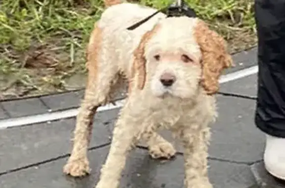Собака найдена на Вешняковской улице, Москва