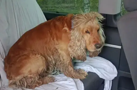 Found dog in Markovo, Borsky district (near Rozhnovo) - English Cocker Spaniel, male, with collar, knows car, wet and trembling. Contact +79101493404, +79160851423.