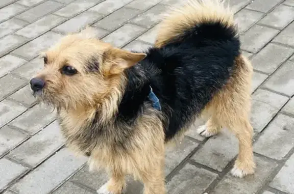 Пропала собака на Омской улице, поселение Внуковское