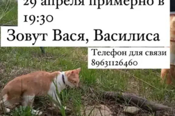 Пропала кошка на Шаловской улице, СНТ Садко