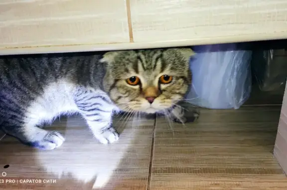 Найден котик на 2-м проезде Блинова, 4Б, Саратов