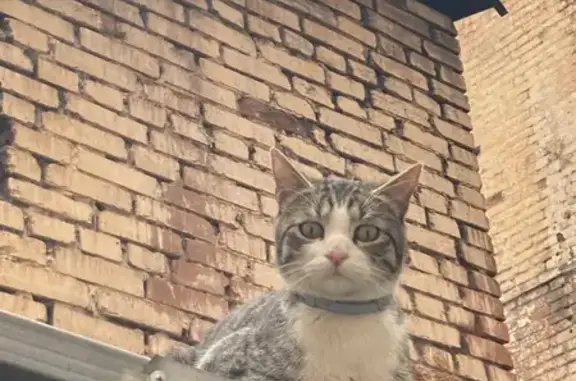 Найден домашний котик с ошейником: Кривоколенный переулок, 3 с1, Москва