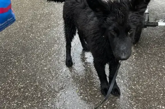 Найден щенок на Пионерской, Новочебоксарск