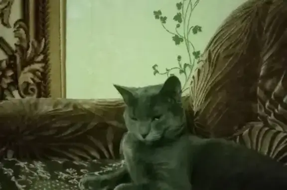 Пропала кошка на улице Радищева, г. Смоленск, мужского пола, британиц, дымчатого цвета