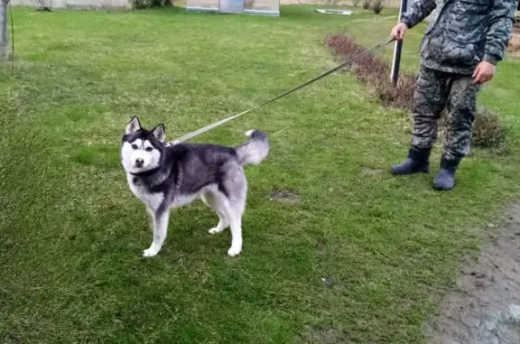 Пропала собака похожая на хаски в Орехово-Зуевском районе