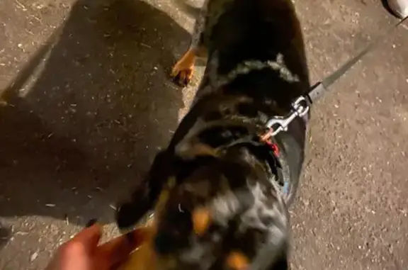 Собака найдена на ул. Беловежской, 95 в Москве