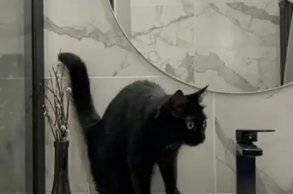 Пропала черная кошка на Архангельской, 24 в Туле
