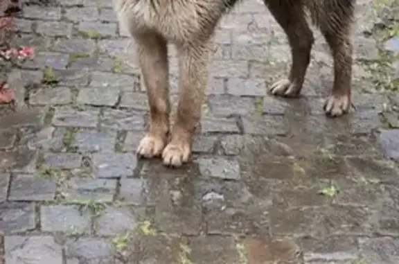 Собака найдена в Московской области