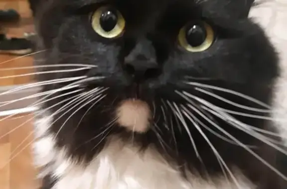 Кошки потеряшки, Новосибирск, фото: Потеряшка кошка на ул. Никитина, 3 в Новосибирске