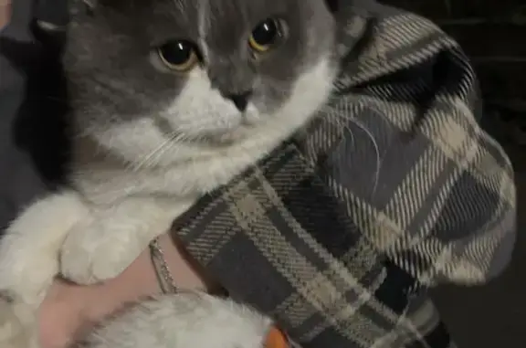 Найден кот Симба на Бондаренко 29 в Казани