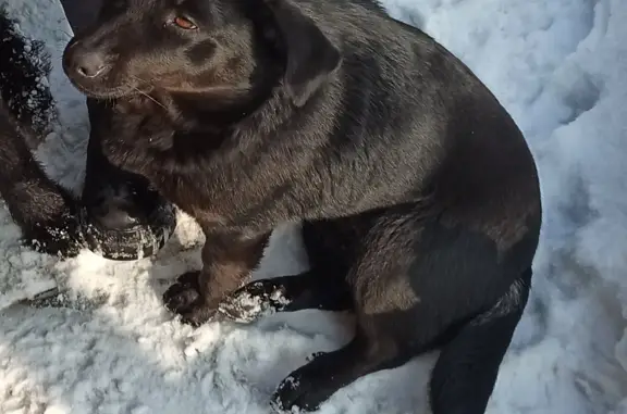 Пропала собака в Энгельсе, Саратовская область
