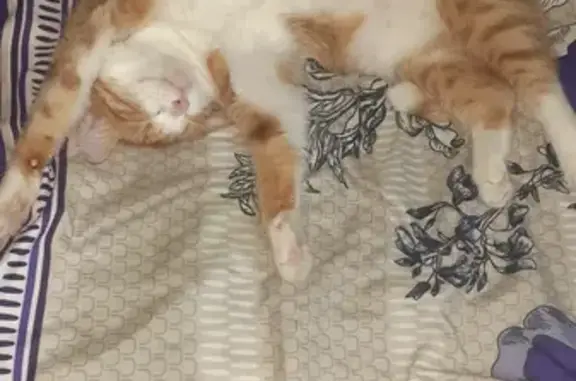 Кошки потеряшки, Курган, фото: Потеряшка рыжая кошка Мальчик в Кургане