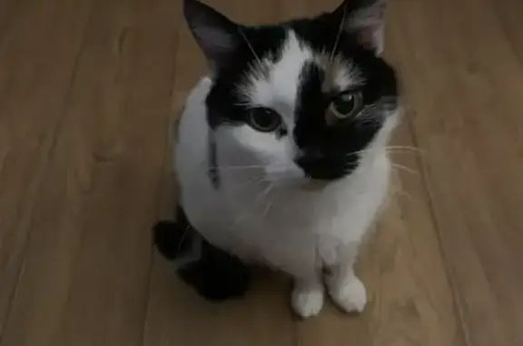 Кошки потеряшки, Санкт-Петербург, фото: Потеряшка кошка на Гражданском, 106 к3, СПб