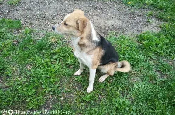 Собака на 2-й Садовой, Домодедово.