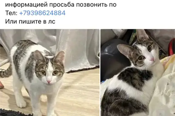 Пропала кошка на Комсомольской, 11 в Красноуфимске