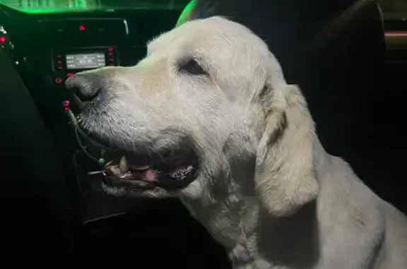 Найдена собака на улице Испытателей, Уфа