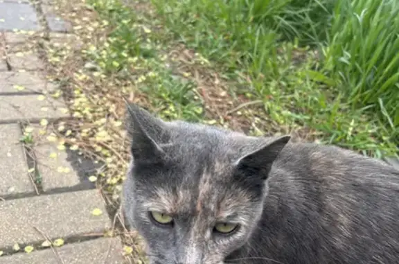 Найдена домашняя кошка на ул. Куйбышева, 156 в Батайске