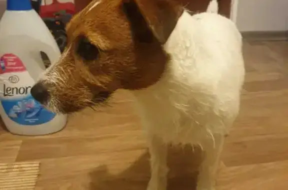 Найдена собака, Санкт-Петербург, фото: Собака без ошейника на улице Верности, СПб