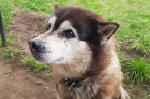 Найдена крупная собака в СНТ Лесная поляна, Московская область