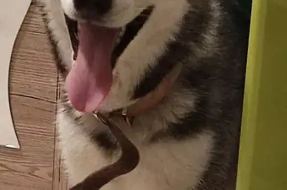 Собаки потеряшки, Таганрог, фото: Потеряшка собака возле парка на Мариупольском шоссе, Таганрог