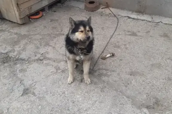 Пропала собака на Архангельской, 40 в Череповце