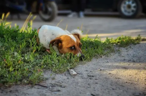 Пропала собака на Чембарской улице, Волгоград (адрес: Чембарская улица, 62)