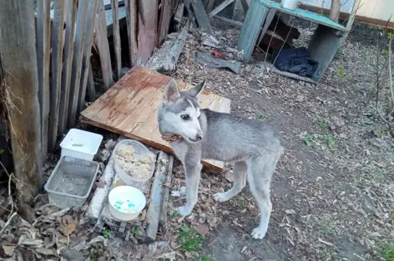 Собака-хаски с ошейником на 5-й Северной улице, Омск