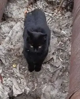 Найдена чёрная кошка на ул. Карла Маркса, 48, Томск