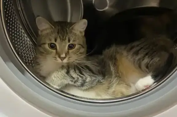 Кошки потеряшки, Ижевск, фото: Потеряшка кошка на Школьной, 58 в Ижевске