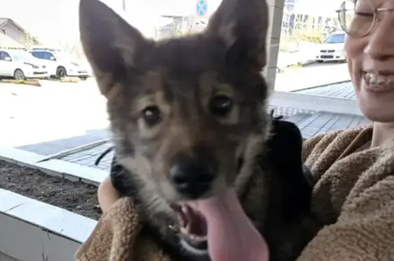 Найдена собака на Гоголя, 27 во Владивостоке