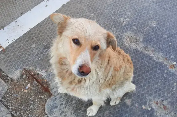 Пропала собака Белка в деревне Бутурлино, Серпуховский район