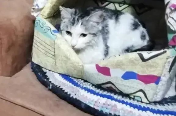 Найдена кошка на улице Энтузиастов, Нижний Тагил