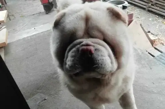 Потерянные животные Орёл, фото: Пропала собака на Карьерной, Орёл